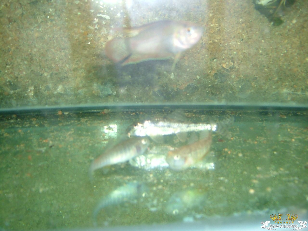 杂缸杂鱼