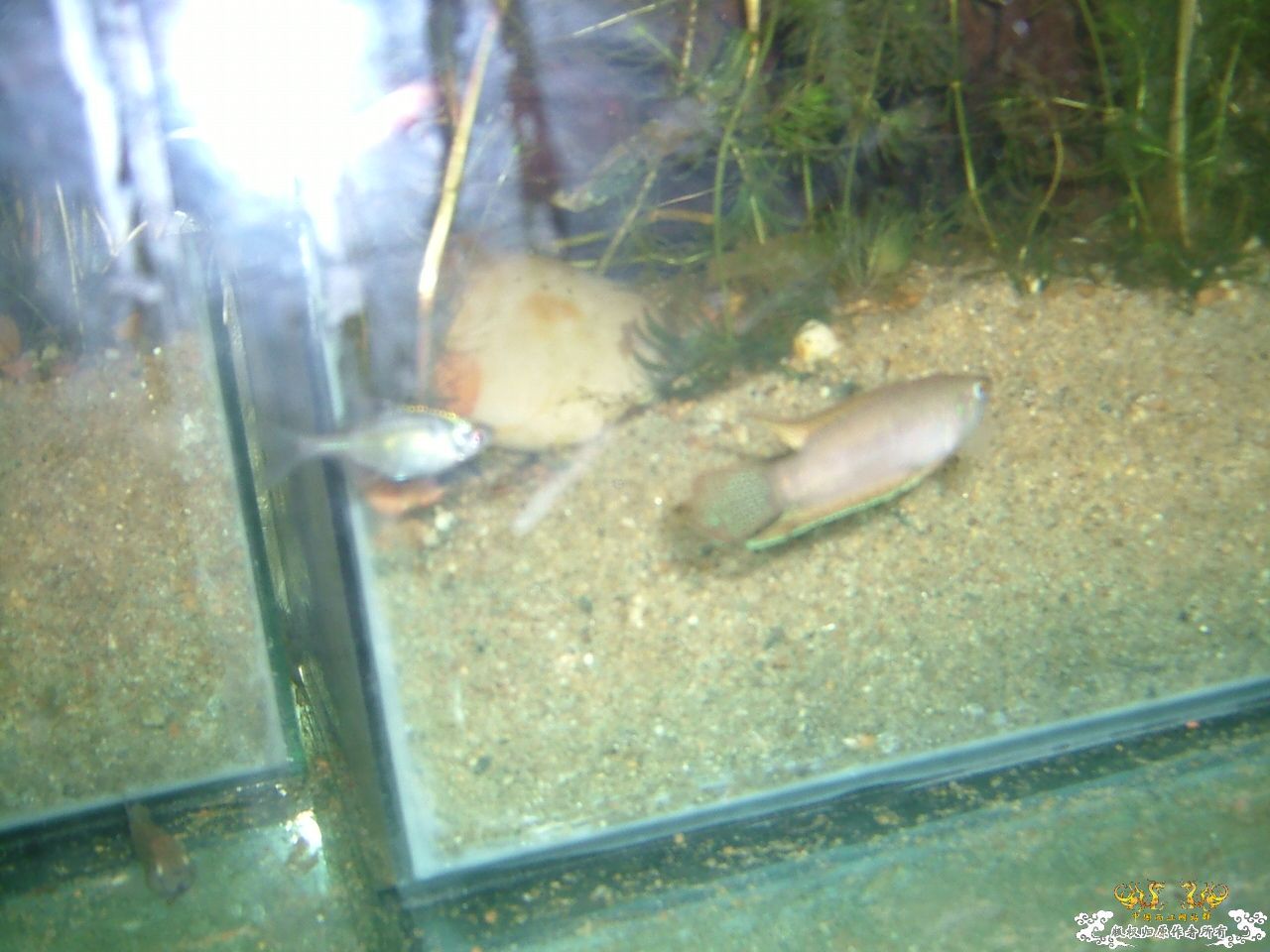 杂缸杂鱼