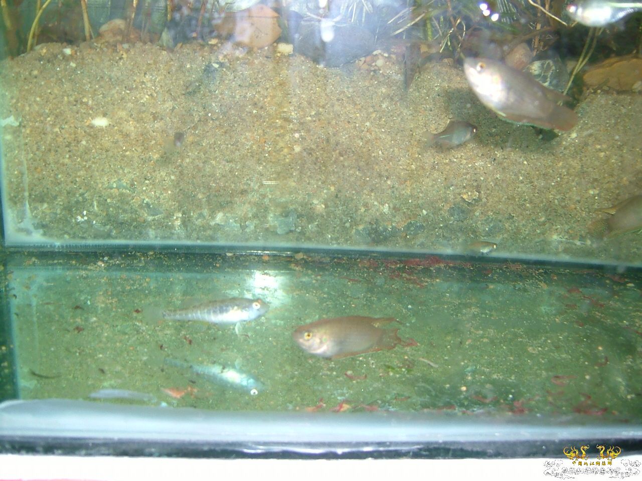 杂缸杂鱼