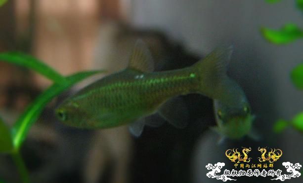 拟细鲫？