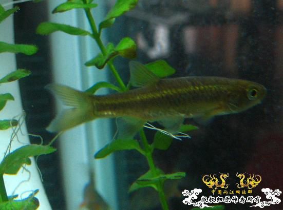 拟细鲫？