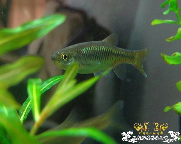 拟细鲫？