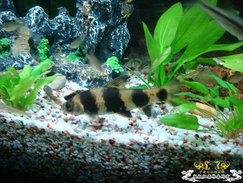 经过半年的经营，看看我缸里的品种，有些叫不出名字
