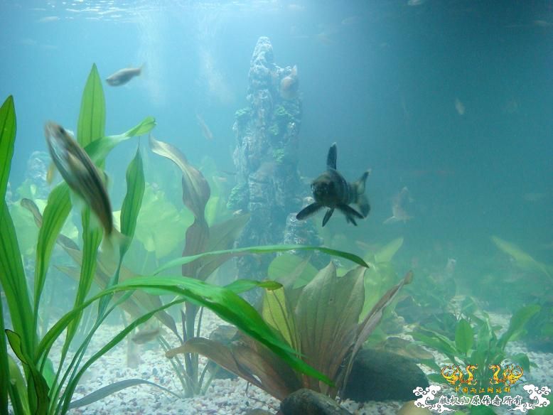 经过半年的经营，看看我缸里的品种，有些叫不出名字