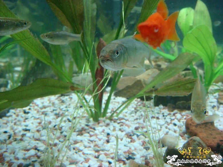 经过半年的经营，看看我缸里的品种，有些叫不出名字