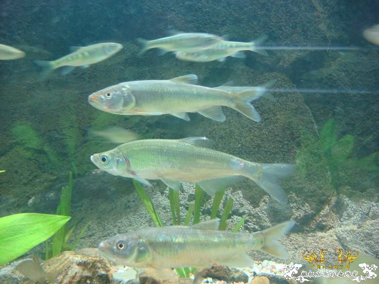 经过半年的经营，看看我缸里的品种，有些叫不出名字