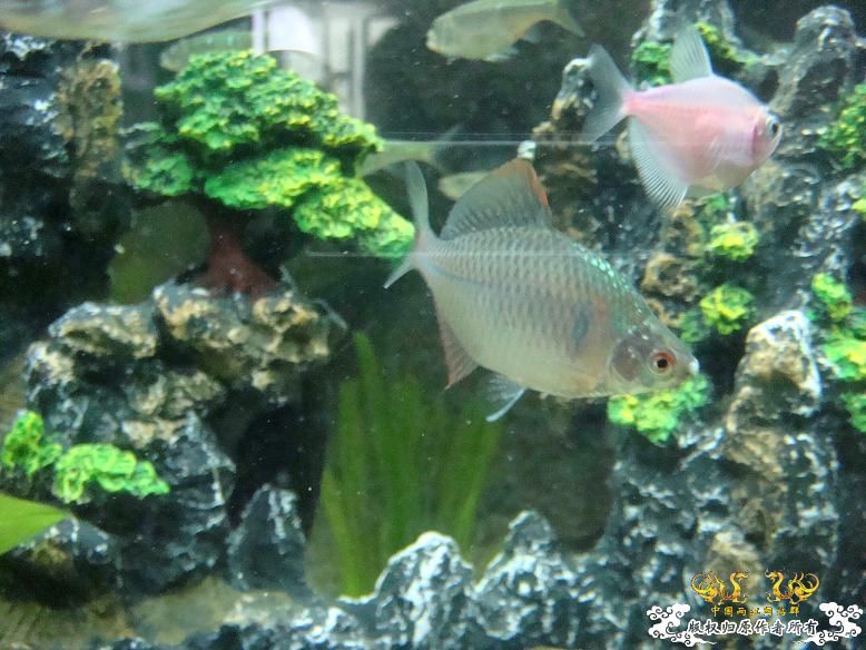经过半年的经营，看看我缸里的品种，有些叫不出名字