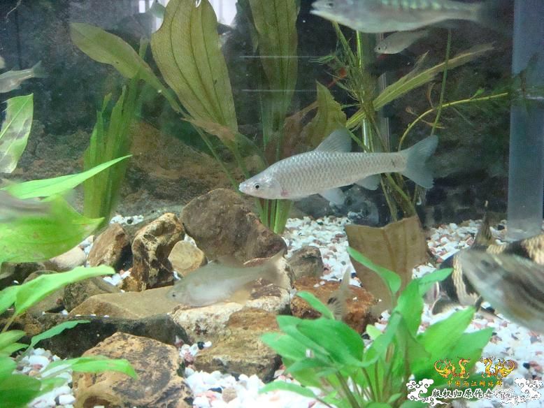 经过半年的经营，看看我缸里的品种，有些叫不出名字