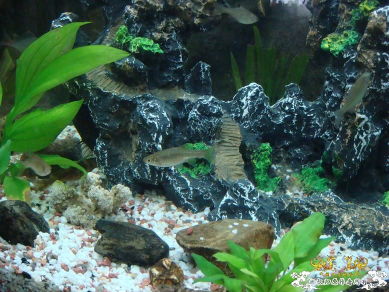 经过半年的经营，看看我缸里的品种，有些叫不出名字