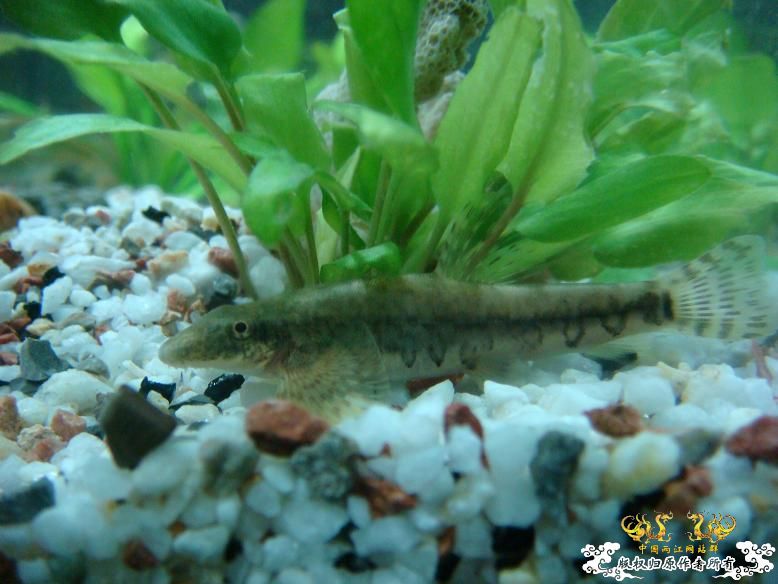 经过半年的经营，看看我缸里的品种，有些叫不出名字