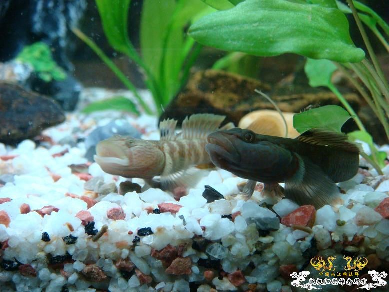 经过半年的经营，看看我缸里的品种，有些叫不出名字