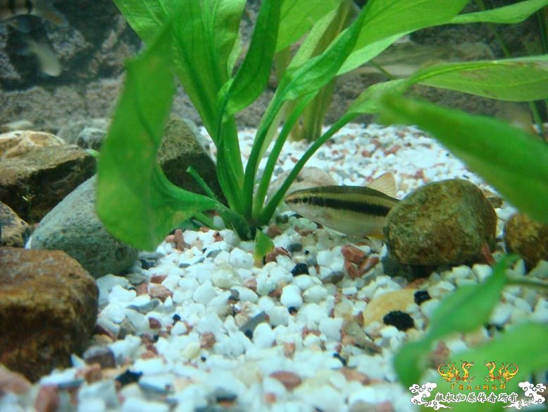 经过半年的经营，看看我缸里的品种，有些叫不出名字