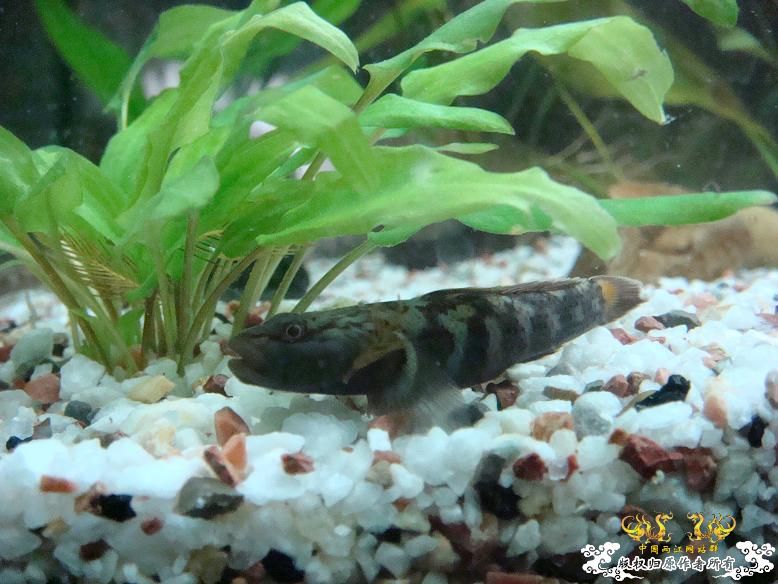 经过半年的经营，看看我缸里的品种，有些叫不出名字