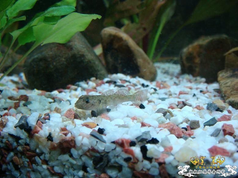 经过半年的经营，看看我缸里的品种，有些叫不出名字