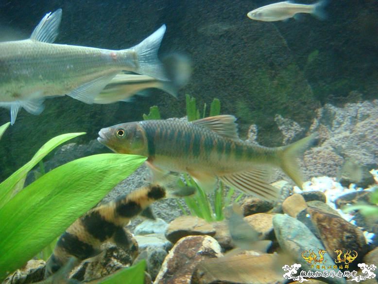 经过半年的经营，看看我缸里的品种，有些叫不出名字