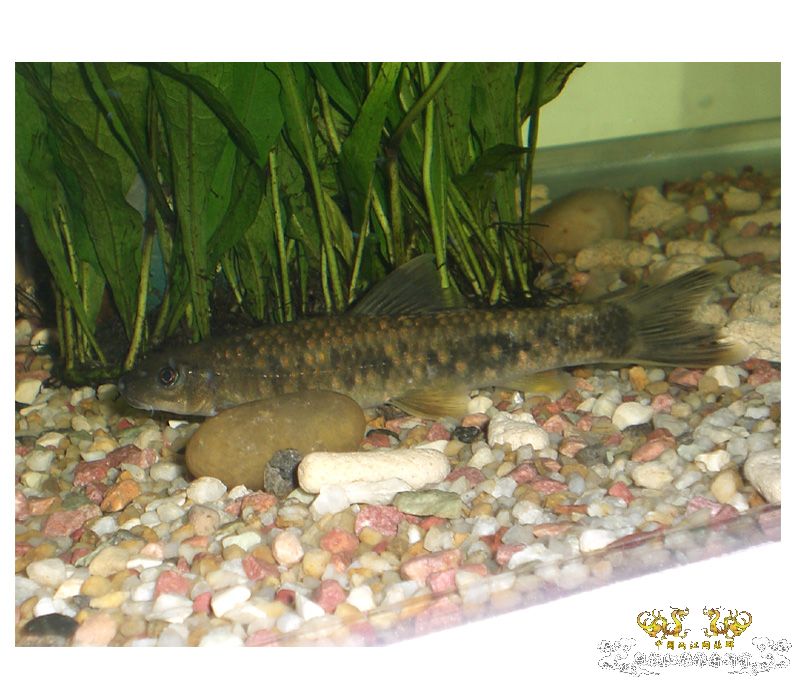 各位来看看这条鱼