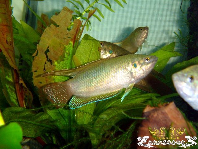 [原创]家有肥斗