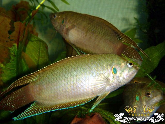 [原创]家有肥斗