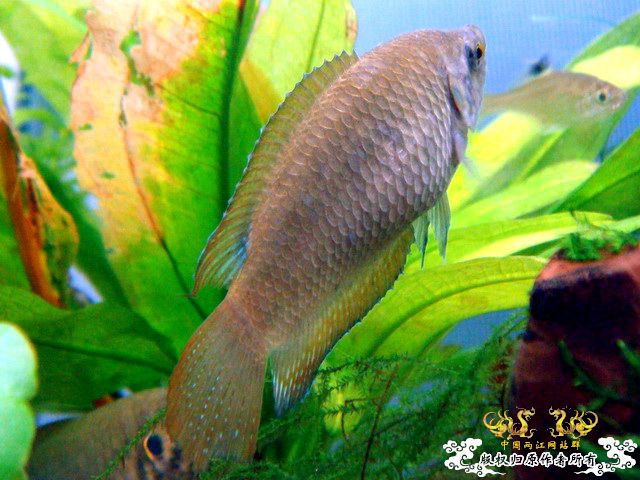 [原创]家有肥斗