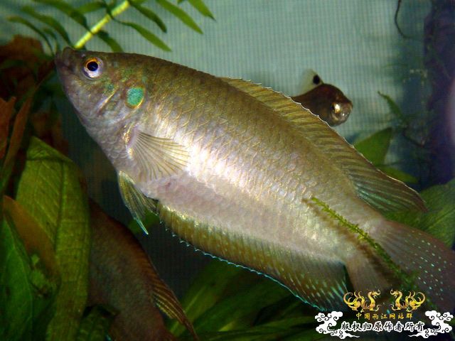 [原创]家有肥斗