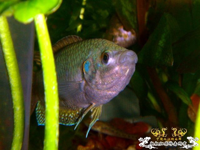 [原创]家有肥斗