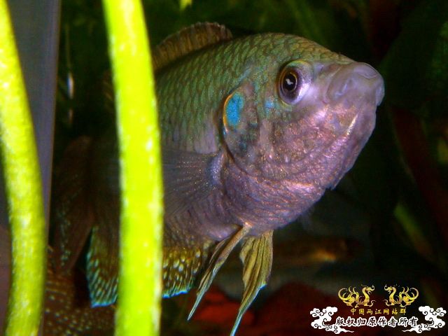 [原创]家有肥斗