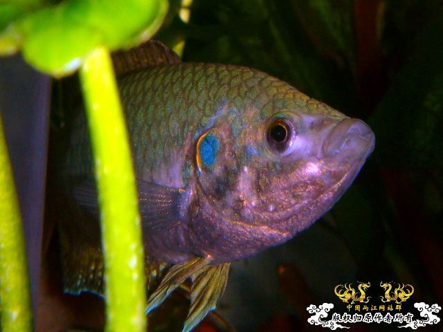 [原创]家有肥斗