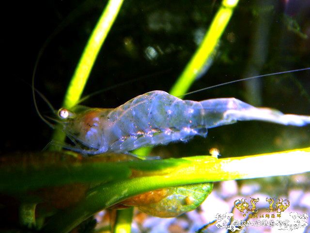 [原创]家有小虾