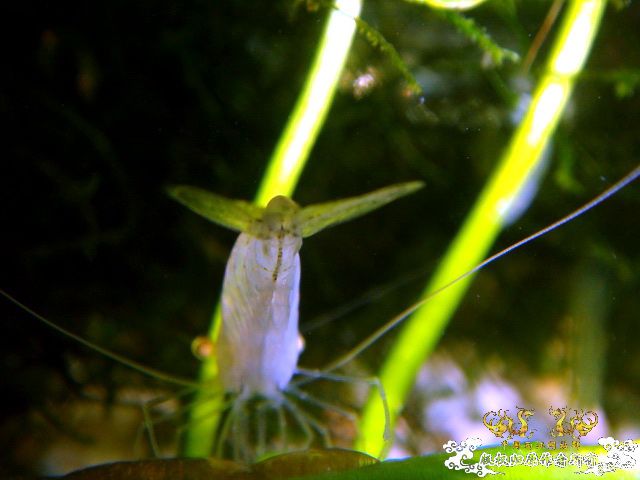 [原创]家有小虾