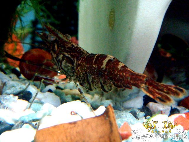 [原创]家有小虾