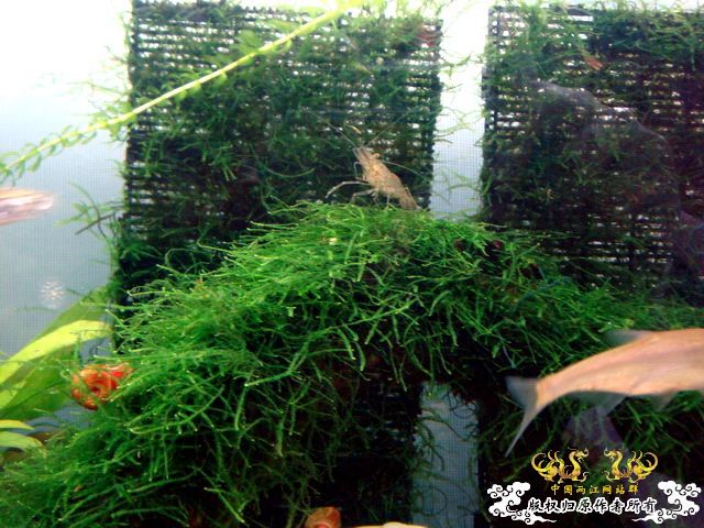 [原创]家有小虾