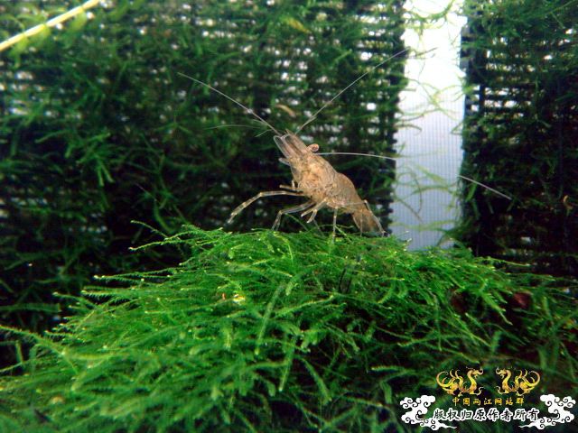 [原创]家有小虾