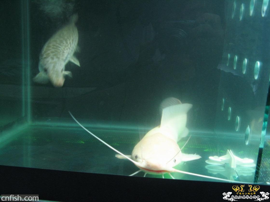 请问这是什么鱼？猫科的