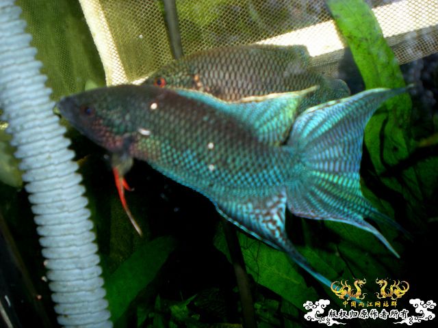 比较有前途的小黑