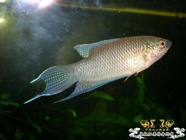 比较有前途的小黑