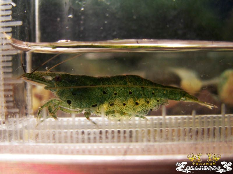 [原创]进来看看虾