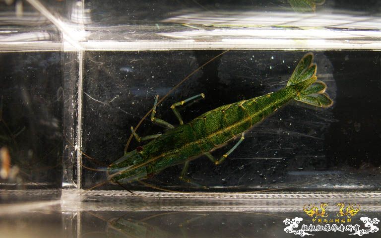 [原创]进来看看虾