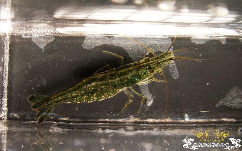 [原创]进来看看虾