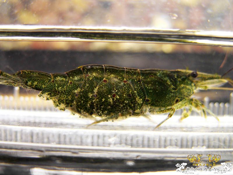 [原创]进来看看虾