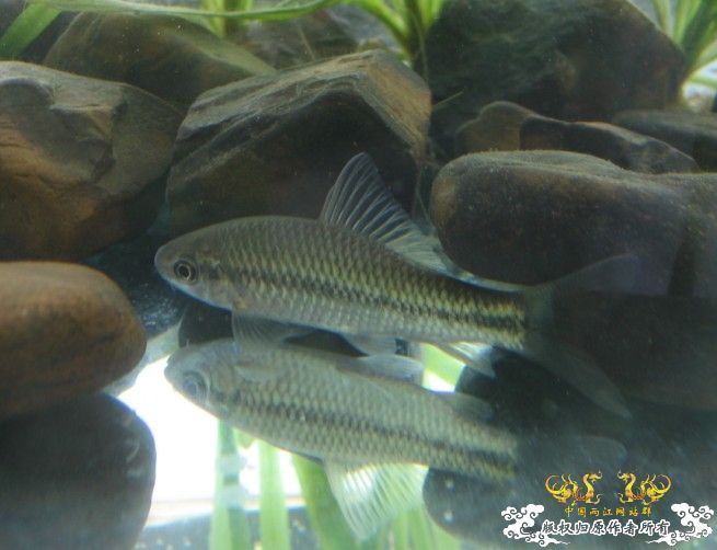 高手看下是什么鱼