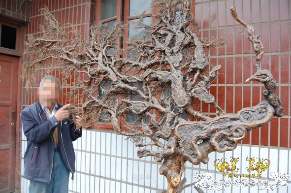 七旬老人河中捞起树根“孔雀”