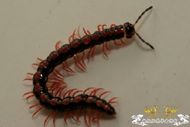 超级原生小动物