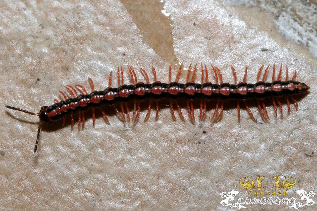 超级原生小动物