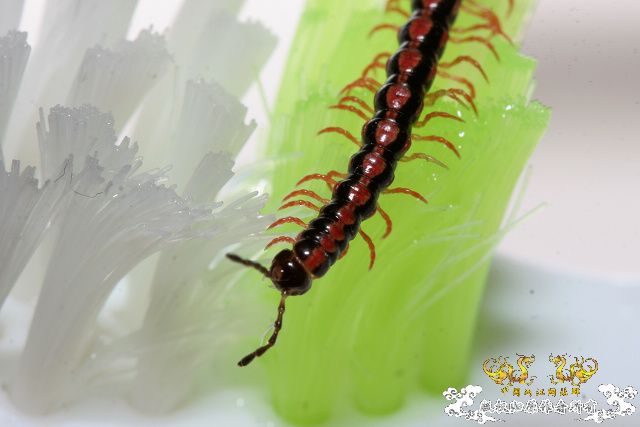 超级原生小动物