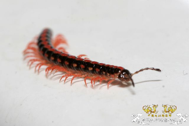 超级原生小动物