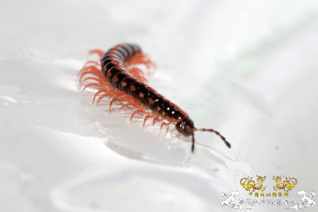 超级原生小动物