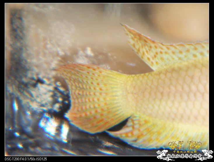 [原创]家有小斗初长成~~~