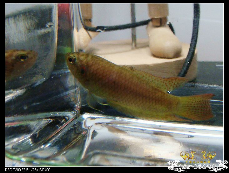 [原创]家有小斗初长成~~~