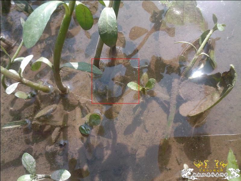 猜猜看图里有几条鱼