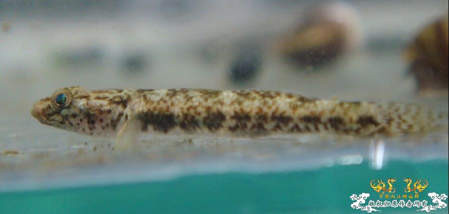 继续问，什么虾虎？（第二页补了个雄鱼照）